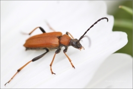 <p>TESAŘÍK OBECNÝ (Stictoleptura rubra) ---- /Red-brown Longhorn Beetle - Rothalsbock/</p>